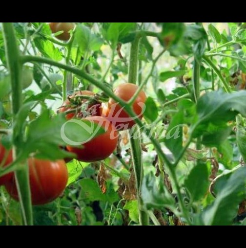 Изпитани начини за борба с мана по домати и картофи