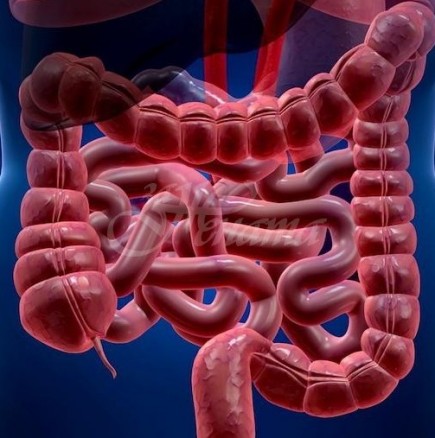 Здравето на дебелото чрерво се отразява на цялото тяло-Ето как