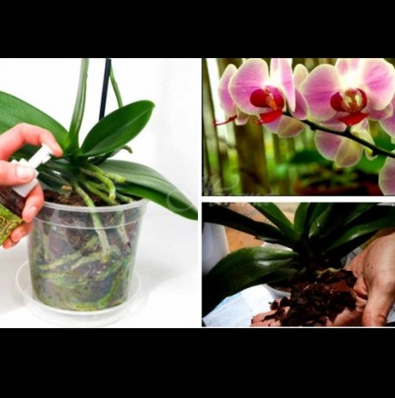 Безценните правила, които да следвате за орхидеята Фаленопсис /СНИМКИ/