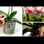 Безценните правила, които да следвате за орхидеята Фаленопсис /СНИМКИ/