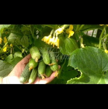 Хитът на миналото лято - как се гледат краставички на балкона: лесно, чисто и дава богата реколта