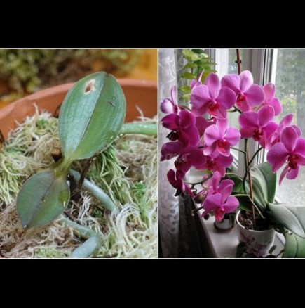 От старата орхидея ще имате най-малко 2 нови: супер лесен метод за размножаване в домашни условия