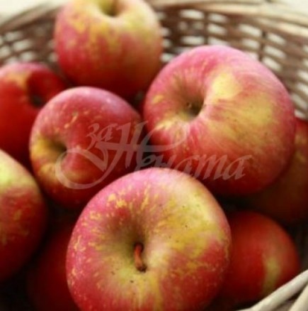 Ябълките трябва да се консумират само сутрин, за да отслабнете