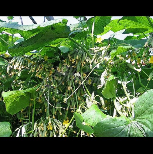 От 30 семена реколтата е 10 кофи: революционен метод за садене на краставици