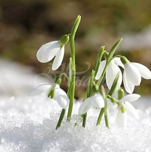 Дежурният синоптик обяви прогнозата за времето през март-Зима и пролет ще се сменят през ден