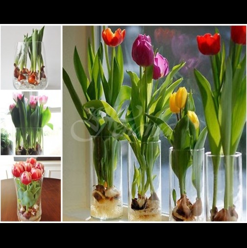 Цяла пролет лаленцата цъфтят във вазата на прозореца, не ползвам даже почва - супер лесно и много красиво: