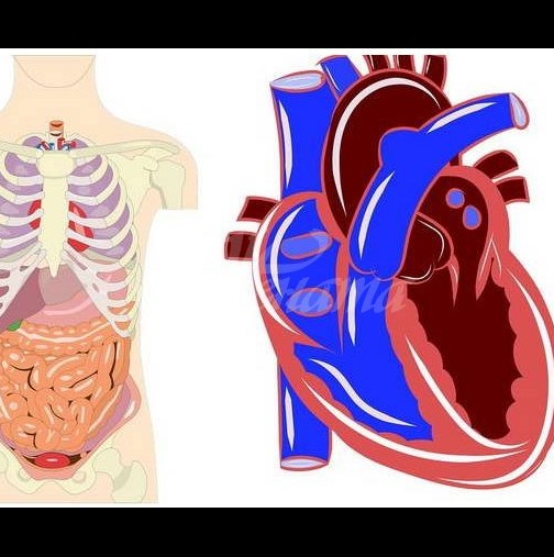 При проблеми с висок холестерол, високо кръвно и сърдечни роблеми една стара българска рецепта помага