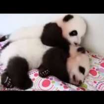 Докато едното бебе Панда спи, другото ревниво го събужда