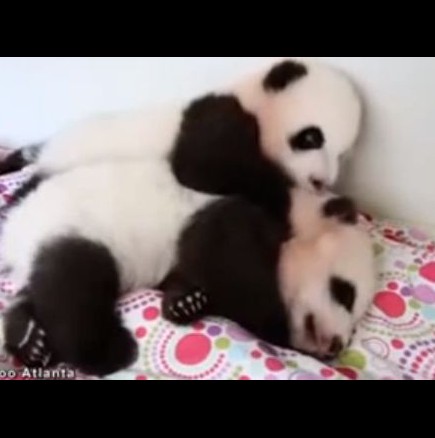 Докато едното бебе Панда спи, другото ревниво го събужда