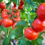 За вкусни домати-Първо се слагат на 15 см един от друг, после правите специална смес за подхранване