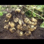Как от 20 корена да изкарате 40 кофи с картофи: китайският метод е реален и работи на 100%