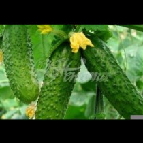 Средство срещу ужасното заболяване на краставиците-брашнеста мана 