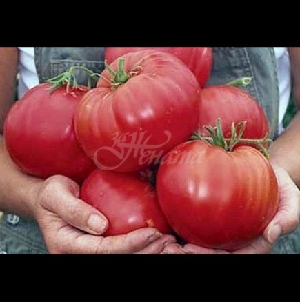 За да станат доматите едри и да не се напукват при зреенето, се поливат с този разтвор:
