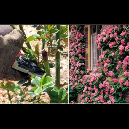 Кога и как се прави пролетната резитба на розите, за да са отрупани в цвят цяло лято и цяла есен: