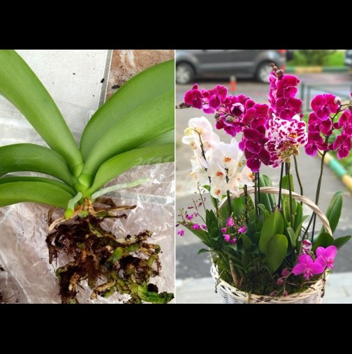 Пластмасата убива корените на орхидеята - ето в какво трябва да я пресадите, за да започне да цъфти: