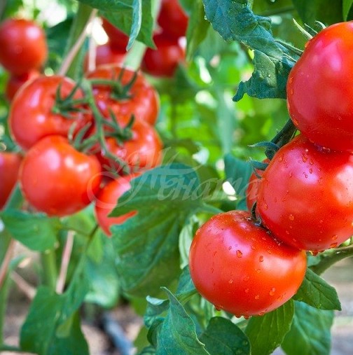 За вкусни домати-Първо се слагат на 15 см един от друг, после правите специална смес за подхранване