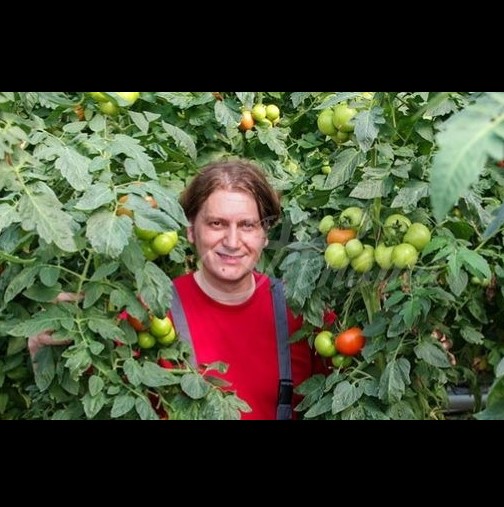 От дядо ми ги знам: Хитрините за засаждане на домати - растат над 2 метра, сочни, едри и ароматни