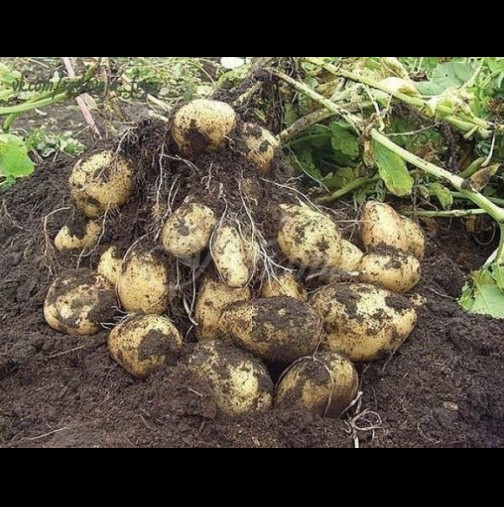 Как от 20 корена да изкарате 40 кофи с картофи: китайският метод е реален и работи на 100%
