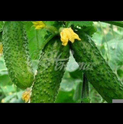 Средство срещу ужасното заболяване на краставиците-брашнеста мана 