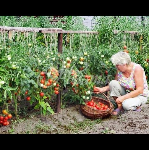 Леля Руми от Сандански ползва много проста рецепта за доматите, за да вади по цяла кофа от корен
