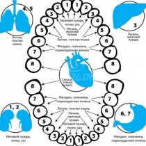 Връзката на зъбите с органите и системите в тялото-1 и 2 зъб-бъбреци, уретера,