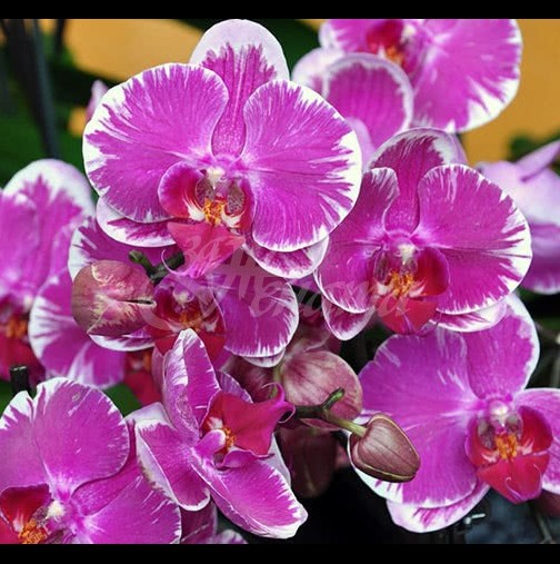 Едно единствено нещо е нужно на орхидеята ви да цъфти: