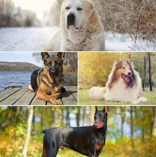 Зодиите приличат на различните породи кучета-Козирог-Немска овчарка, Водолей – Джак Ръсел Териер  