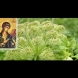 Божествената билка на Архангел Михаил за лечение на бронхит и възпаление на белите дробове