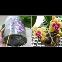 Най-лесният метод за поливане на орхидеи - няма какво да объркате, а орхидеята ще цъфти по-обилно отпреди: