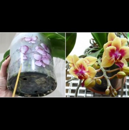 Най-лесният метод за поливане на орхидеи - няма какво да объркате, а орхидеята ще цъфти по-обилно отпреди: