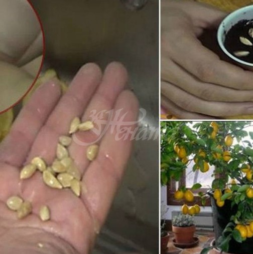 Лесно прихващане на лимон от семки у дома