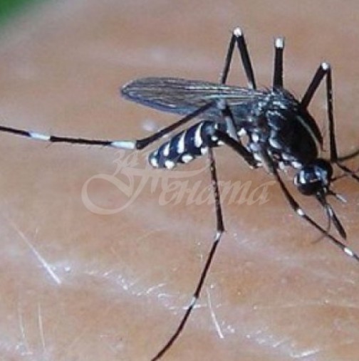 2 неща, които консумирате са магнит за комари-Нападат ви, веднага като усетят 