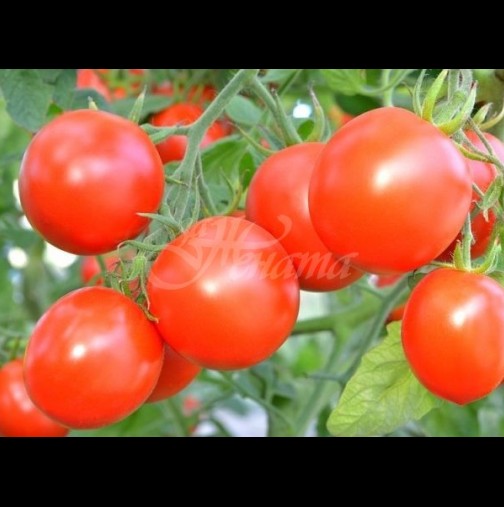 3-4 литра на квадрат - толкова стига, за да зреят доматите по-бързо и да са натежали от плод: