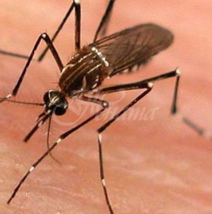 Българският град с най-ужасните комари, които могат да превърнат престоя ви в кошмар