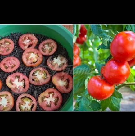Как да си отгледаме домати от резен - методът на мързеливите градинари дава първите филизи след седмица (Снимки):