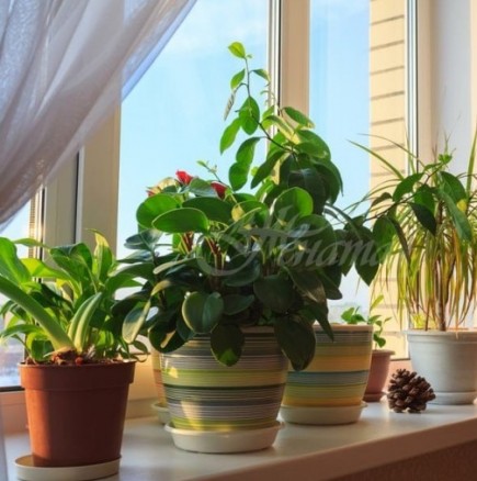 6 растения за дома, които премахват влагата и мухъла! Спешно спасяват от алергии и астма!