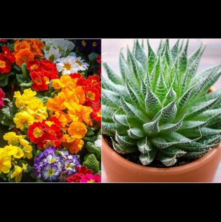 Невидимите убийци в дома ни - топ 5 на най-отровните домашни цветя: