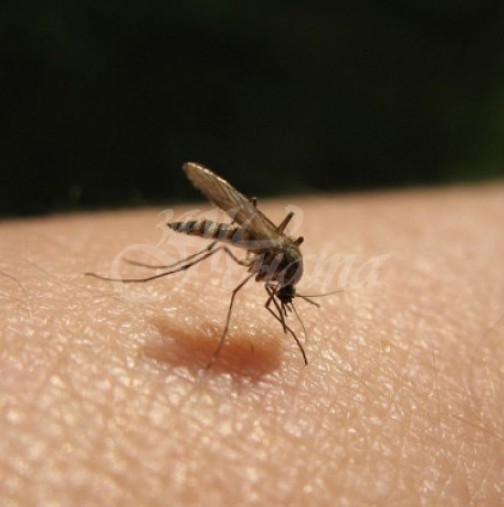 Домашни средства срещу комари, които наистина действат