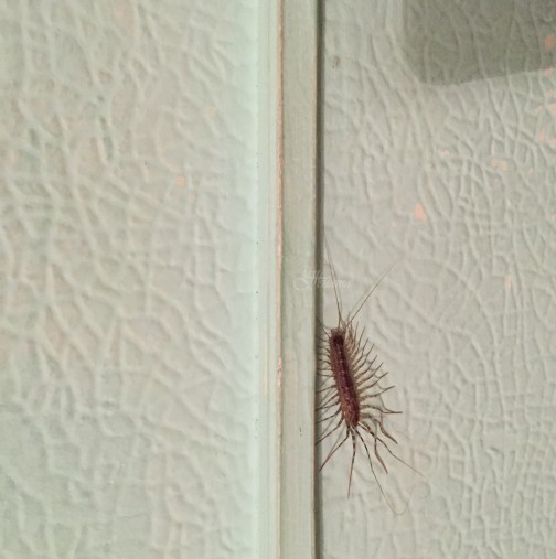 Ако забележите това насекомо в къщата, не го убивайте!
