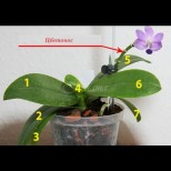 Как да събудим орхидеята и да я накараме да цъфне - 9 лесни правила за целогодишен цъфтеж: