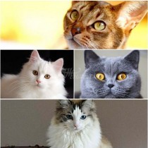 Котката, която ви подхожда според зодията-Лъв-Мейн Кун, Дева-Бенгалска котка