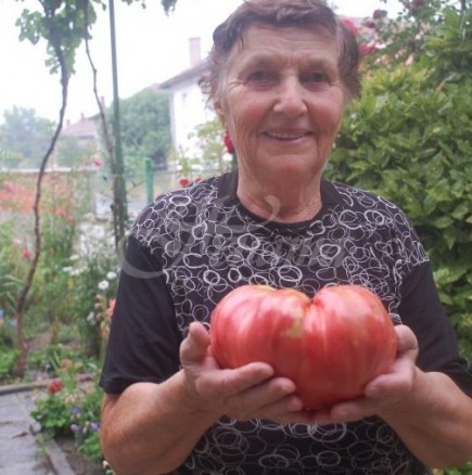Ето колко тежи доматът-гигант на баба Мария 