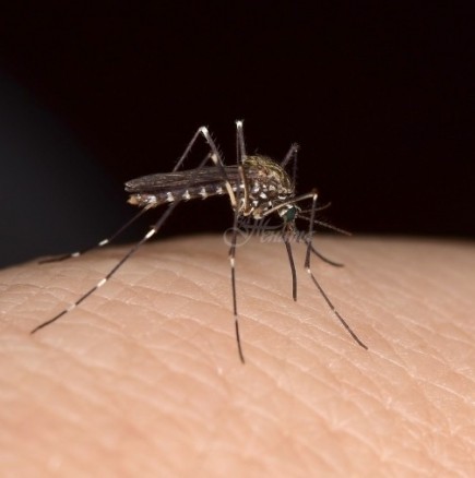 Проф. Кантарджиев предупреждава: Западнонилска треска, пренасяна от комари е голямата опасност за хората у нас през лятото