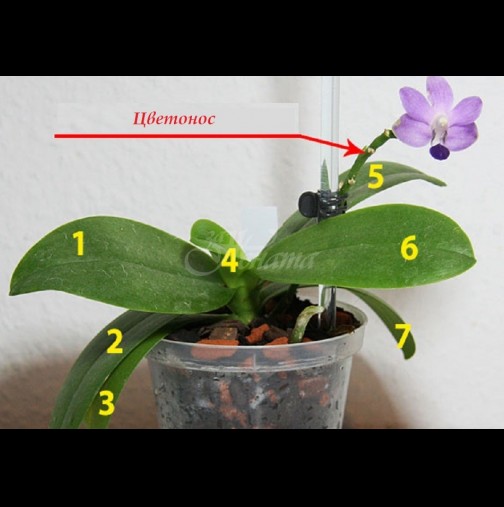 Как да събудим орхидеята и да я накараме да цъфне - 9 лесни правила за целогодишен цъфтеж: