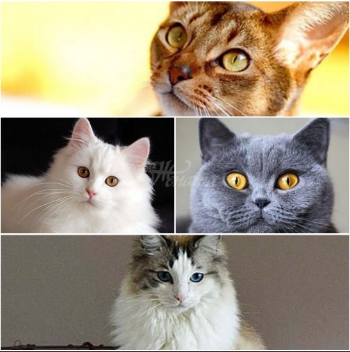 Котката, която ви подхожда според зодията-Лъв-Мейн Кун, Дева-Бенгалска котка