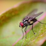 Изненадващо ефективен начин за защита от мухи