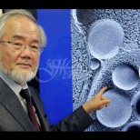Японски биолог получи Нобелова награда за метода си на пречистване на тялото от токсини