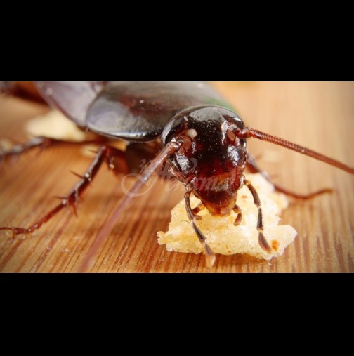 Сигурна смърт за хлебарките - пригответе им тази смъртоносна хапка и повече няма да ги видите в дома си: