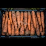 Така си съхранявам морковите цяла зима - издържат сочни чак до пролетта, без да омекват, а коричката остава тънка: