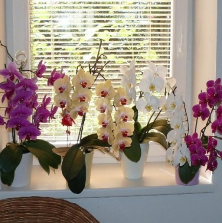 Как да накарате орхидеята да цъфти – СЕДЕМТЕ правила на орхидеистите и не спира да цъфти през цялата година!